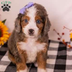 Gracie, Mini Bernedoodle Puppy